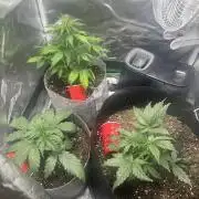 Gorilla Zkittles x Heisenberg