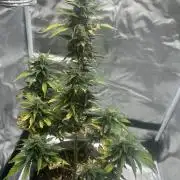 Gorilla Zkittles x Heisenberg