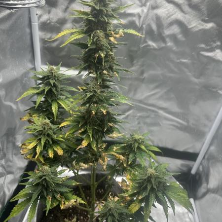 Gorilla Zkittles x Heisenberg