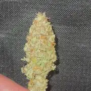 Gorilla Zkittles x Heisenberg