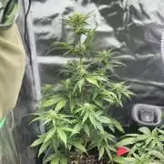 Gorilla Zkittles x Heisenberg