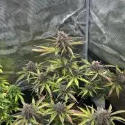 🍋🍒🍪 X 🍏