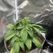 Gorilla Zkittles x Heisenberg