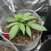 Gorilla Zkittles x Heisenberg