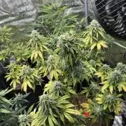 Gorilla Zkittles x Heisenberg