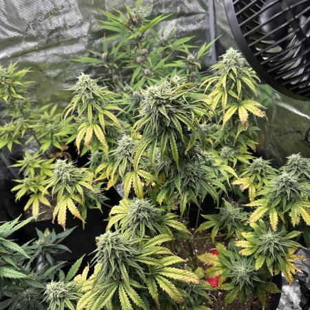 Gorilla Zkittles x Heisenberg