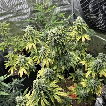 Gorilla Zkittles x Heisenberg
