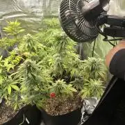 Gorilla Zkittles x Heisenberg