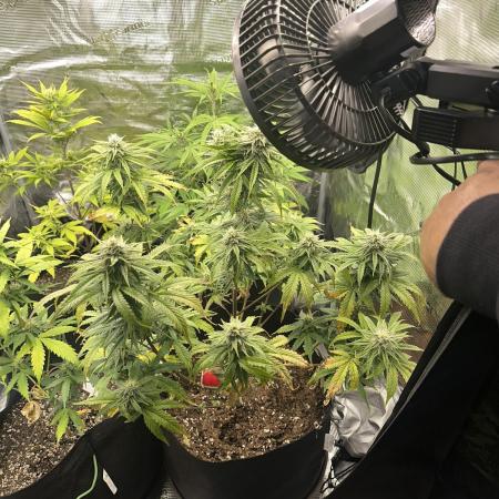 Gorilla Zkittles x Heisenberg