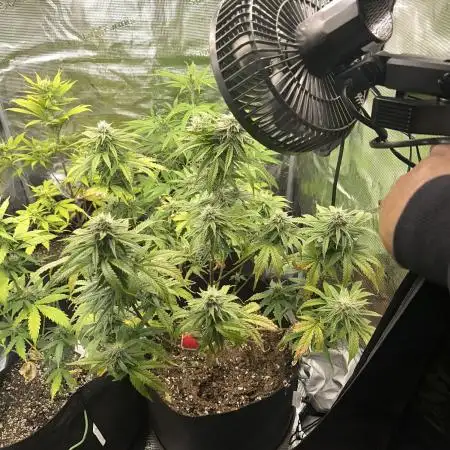 Gorilla Zkittles x Heisenberg