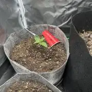 Gorilla Zkittles x Heisenberg