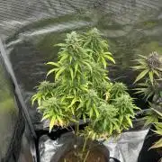 Gorilla Zkittles x Heisenberg