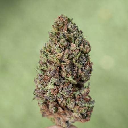 Purple Punch Outdoors 