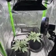 First Grow: Strawberry Beignet Photo