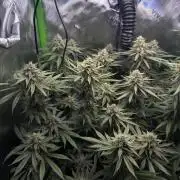 First Grow: Strawberry Beignet Photo