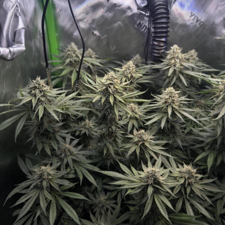 First Grow: Strawberry Beignet Photo