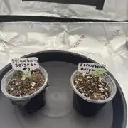 First Grow: Strawberry Beignet Photo