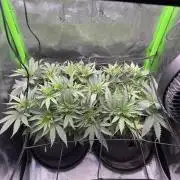 First Grow: Strawberry Beignet Photo