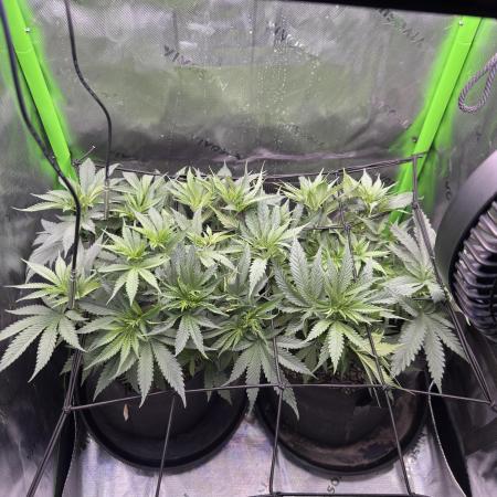 First Grow: Strawberry Beignet Photo