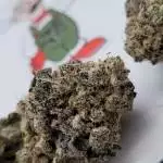 PiefaceGelato4xWopxGCH3 from Tino's 