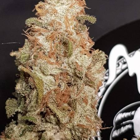 Strawberry Kush from White Label