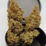 Purple Punch Og - Sweet Seeds