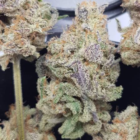 Candyland Peyote - Seeds66