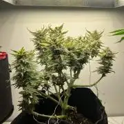 1Tropic XL Auto X 1Tropic X 1Gorillagirl