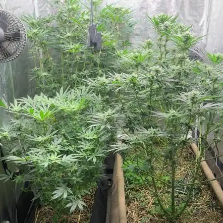Hella Jelly and Vanilla Frosting- 4x4