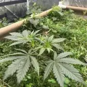 Hella Jelly and Vanilla Frosting- 4x4