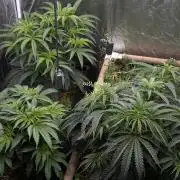 Hella Jelly and Vanilla Frosting- 4x4