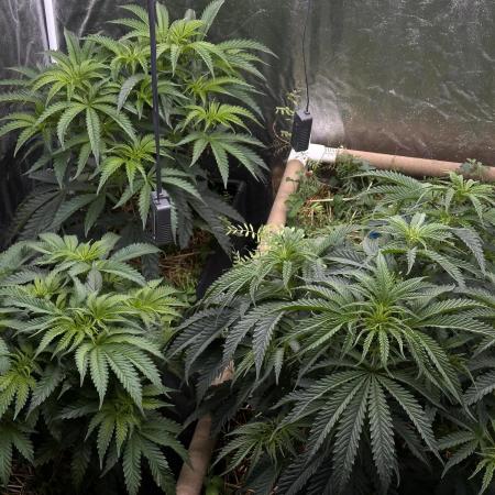 Hella Jelly and Vanilla Frosting- 4x4