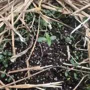 Hella Jelly and Vanilla Frosting- 4x4