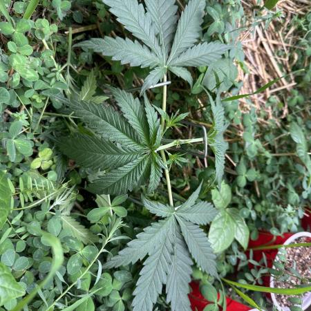 Hella Jelly and Vanilla Frosting- 4x4