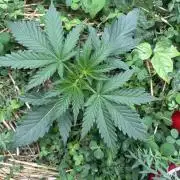 Hella Jelly and Vanilla Frosting- 4x4