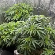 Hella Jelly and Vanilla Frosting- 4x4