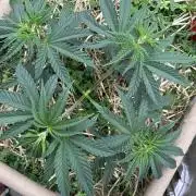 Hella Jelly and Vanilla Frosting- 4x4