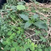 Hella Jelly and Vanilla Frosting- 4x4