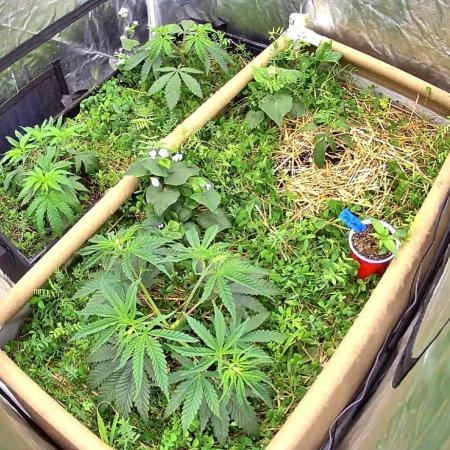 Hella Jelly and Vanilla Frosting- 4x4