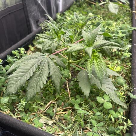 Hella Jelly and Vanilla Frosting- 4x4