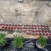 Humboldt CSI/Bodhi Run