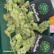 Divine Rapier auto v1