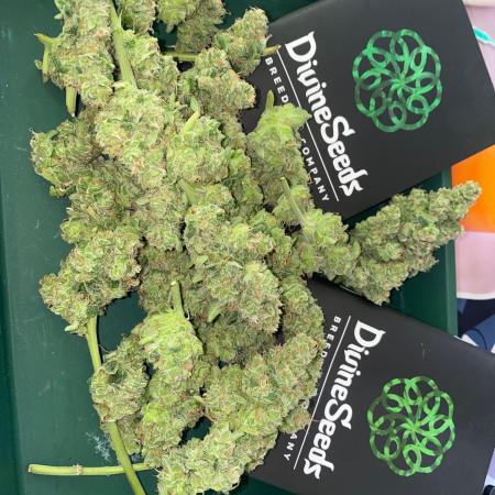 Divine Rapier auto v1