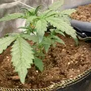 Blueberry auto by Divine