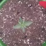 Organic Auto Stardawg