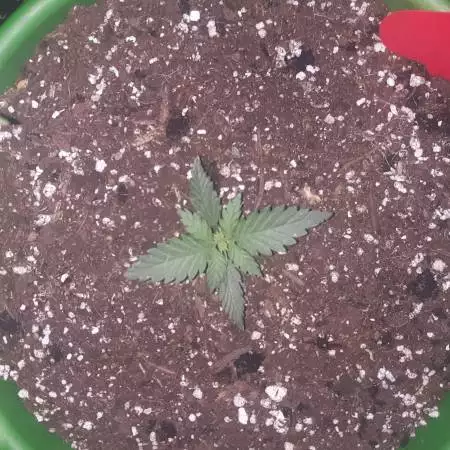 Organic Auto Stardawg