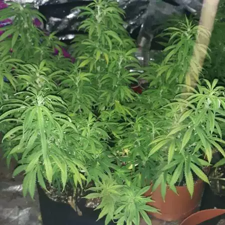 Organic Auto Destroyer