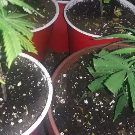 Organic Bruce Banner clones