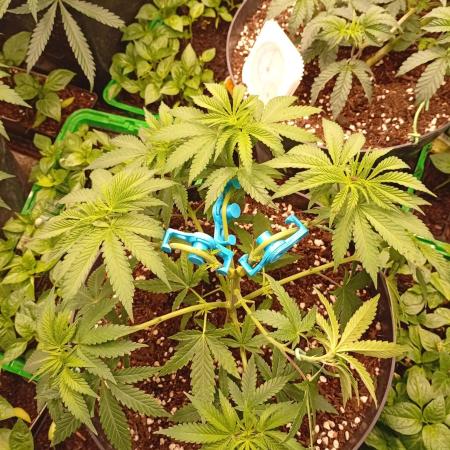 AN hnojky complet řada