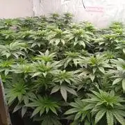 Permanent Marker v bunkru